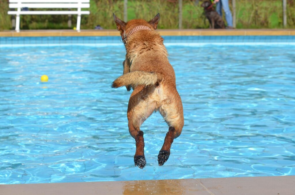 Dog jumping in water-free class box