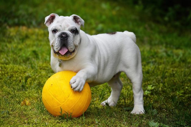 English bulldog with ball FOR DIGITAL PRODUCTS