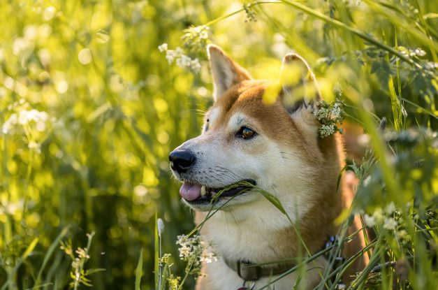 Shiba in grass FOR MEMBERSHIP